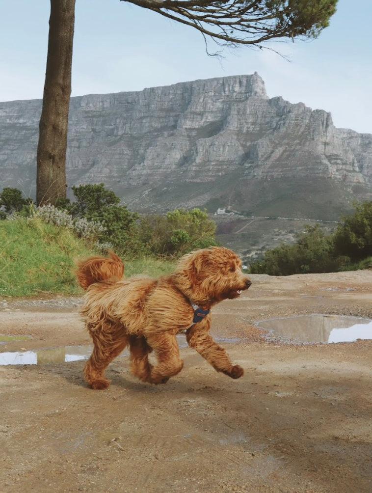 House of Chommies: A Haven for you and your Best Friend