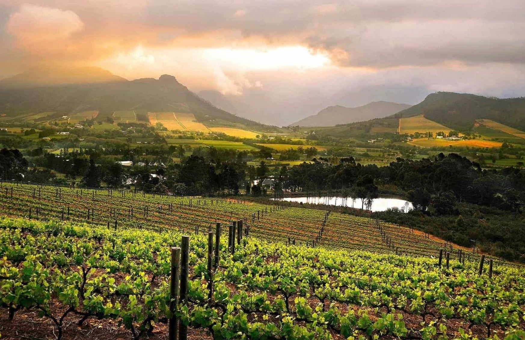 South African Wines: To taste, order and take home