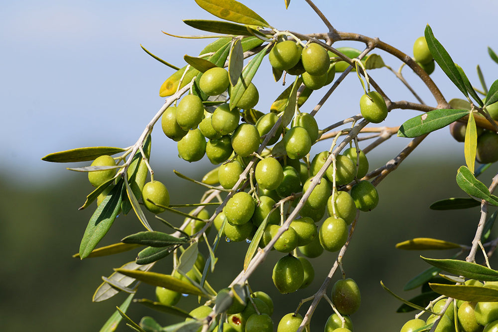 An Ode to Olive Oil: an exploration of olive oil in South Africa