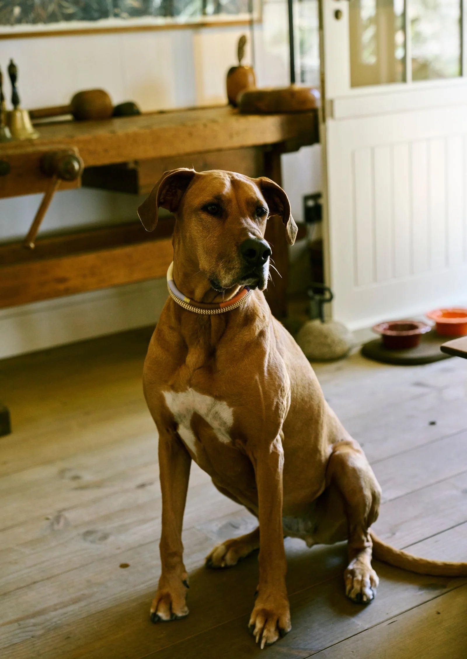 ADJUSTABLE DOG COLLAR autumn