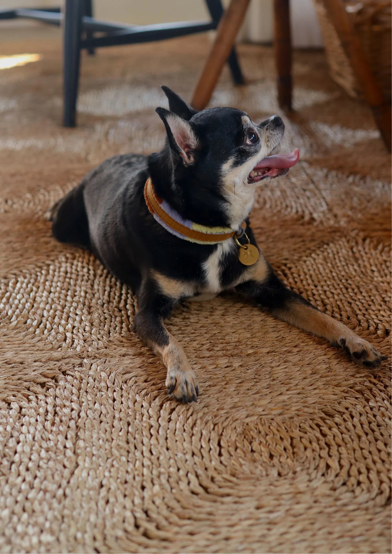 ADJUSTABLE DOG COLLAR pomm pomm summer