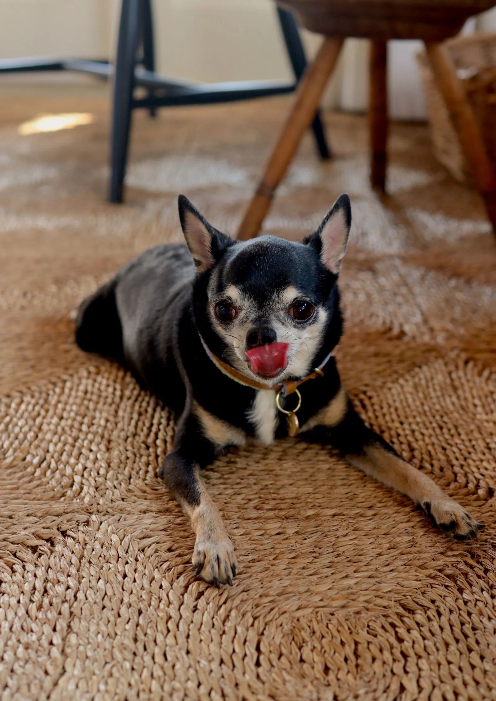 ADJUSTABLE DOG COLLAR pomm pomm summer