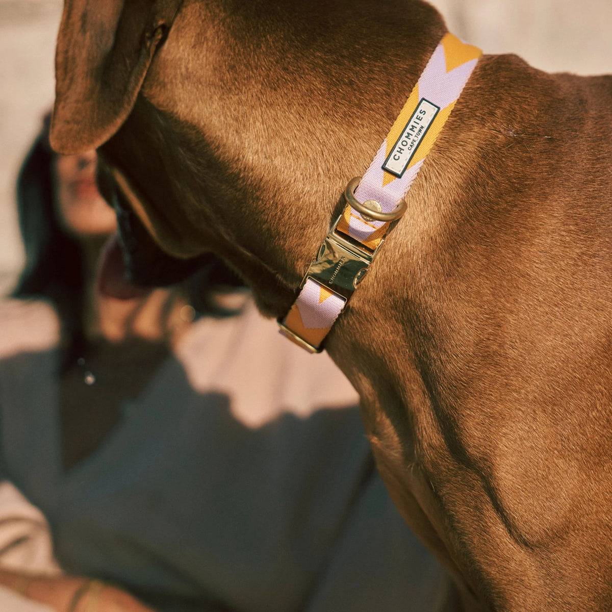 LOOP Adjustable quick-release collar - Lilac & Yellow