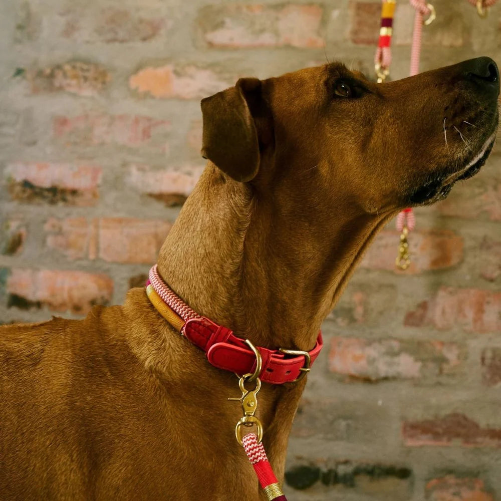 ADJUSTABLE DOG COLLAR fezzy