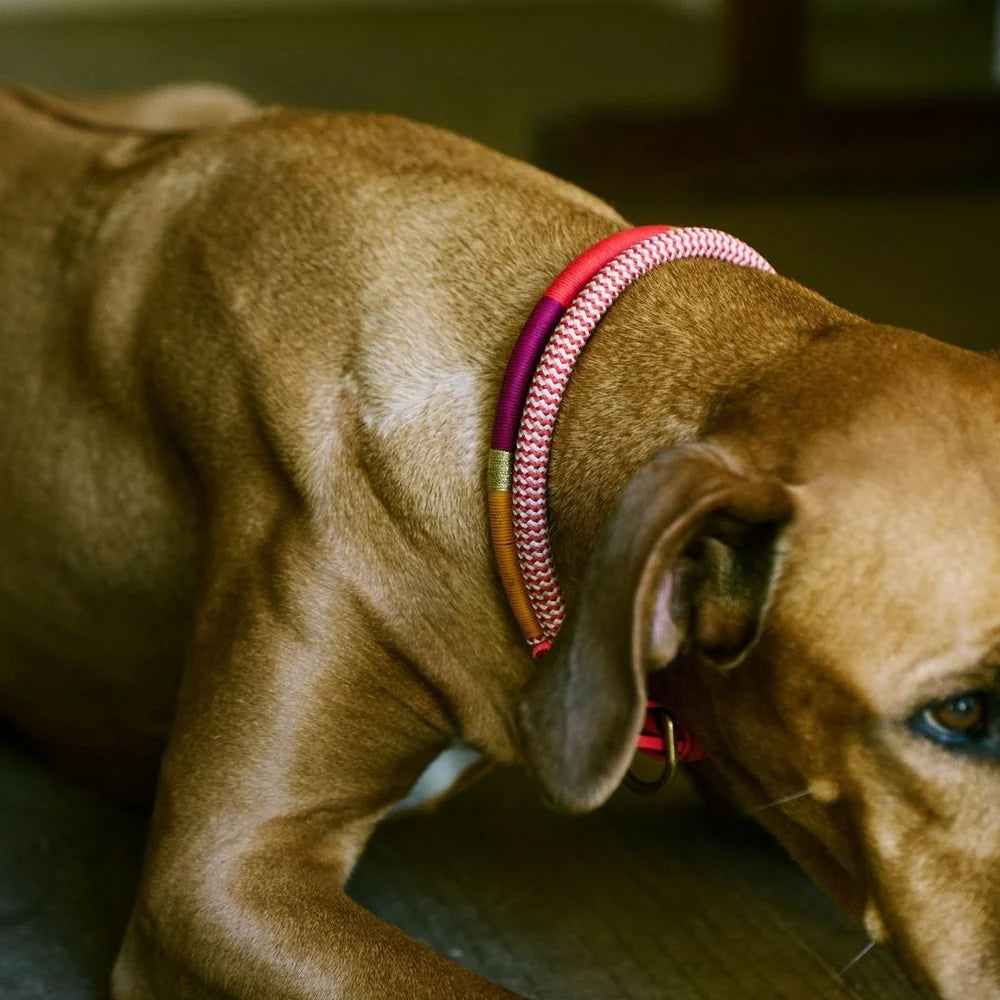 ADJUSTABLE DOG COLLAR fezzy