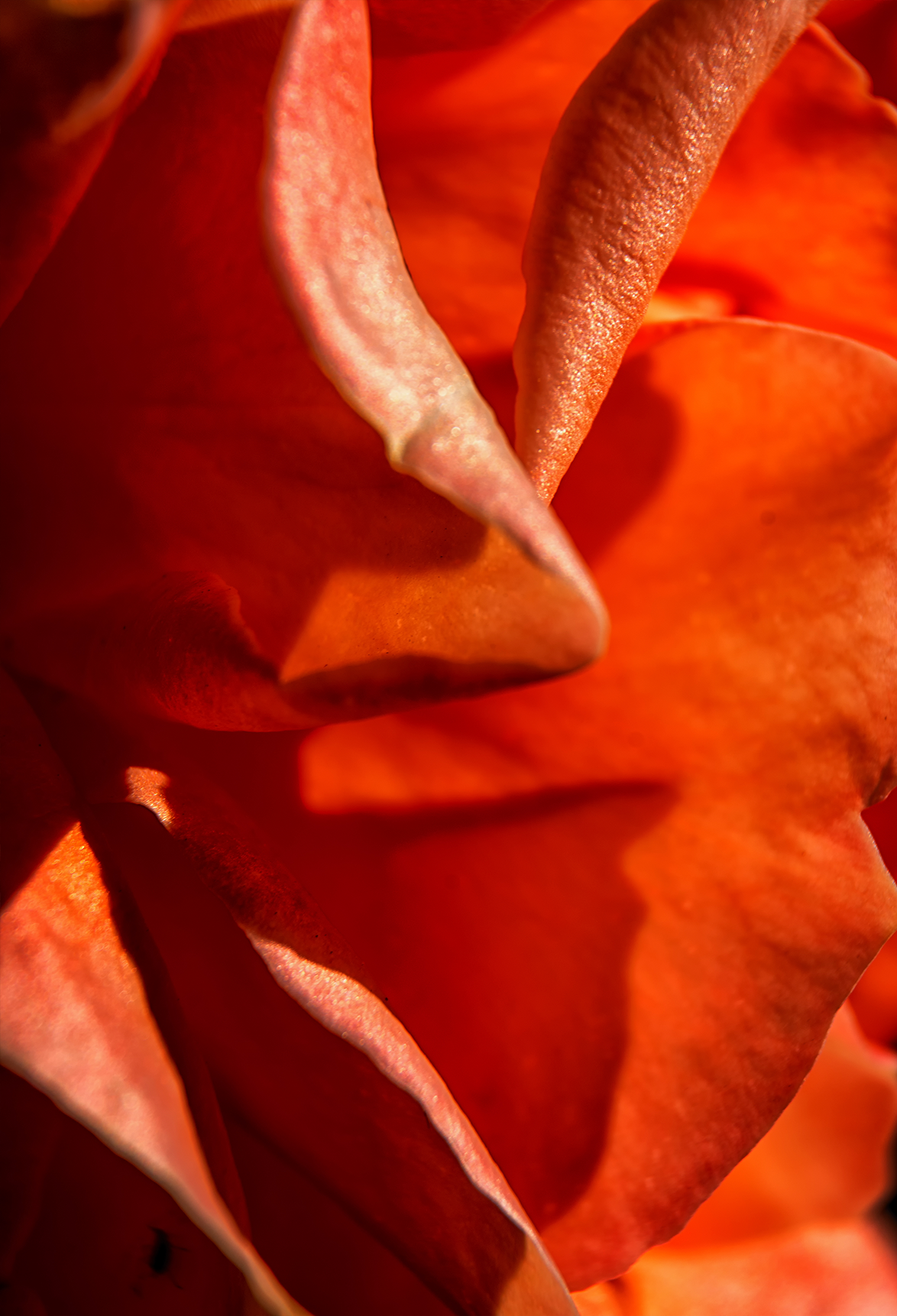 THE BIG BLOOM candle