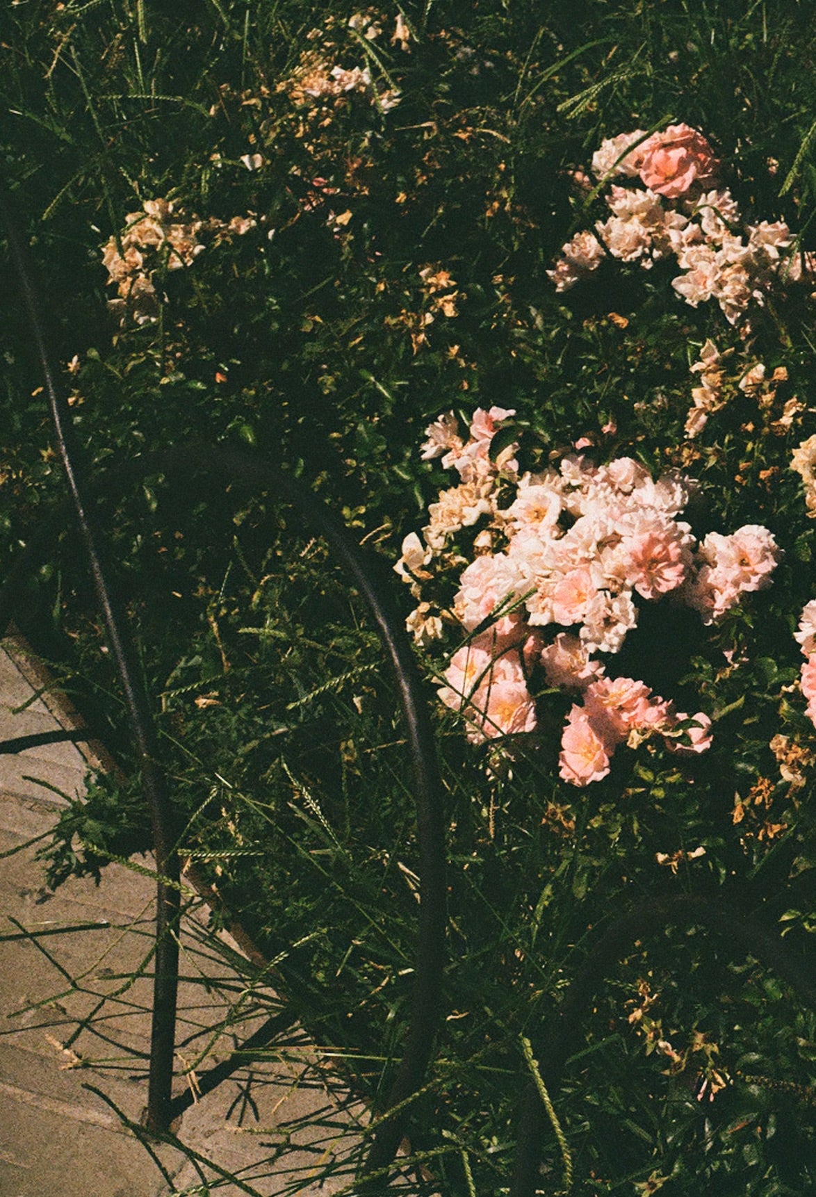 THE BIG BLOOM ambient spray